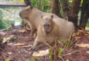 Gatorland Offers New Capybara Encounter And More This Summer