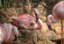 Lesser Flamingos at Disney’s Animal Kingdom Have Unprecedented Breeding Season Thanks to Baseball Clay