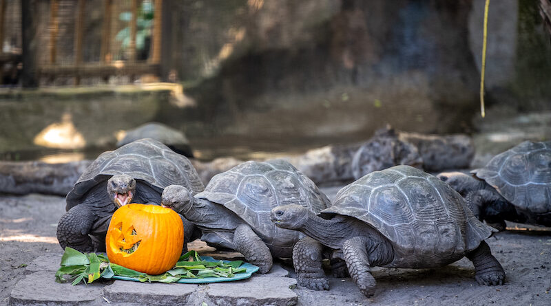 Galapagos Turtles at Disney's Animal Kingdom Celebrate National Pumpkin Day