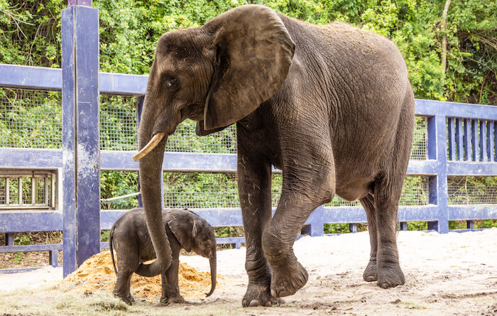New baby elephant at Disney's Animal Kingdom with mom Nadirah