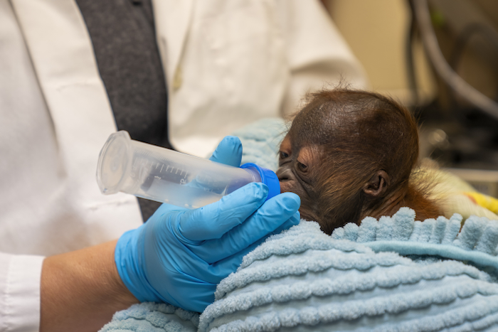 Baby Orangutan born at Busch Gardens Tampa Bay